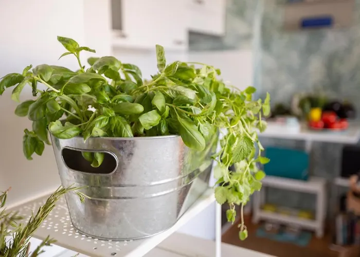 Zuri-sea Wiev Lägenhet Zambratija (Istria)